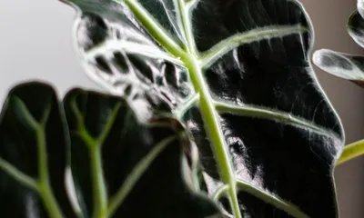 Alocasia Amazonica 'Polly'