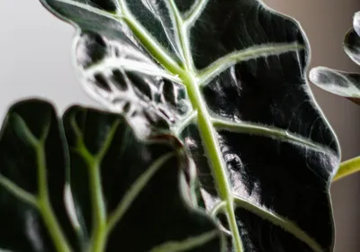Alocasia Amazonica Polly