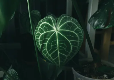 Anthurium Clarinervium