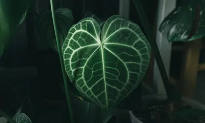 Anthurium Clarinervium
