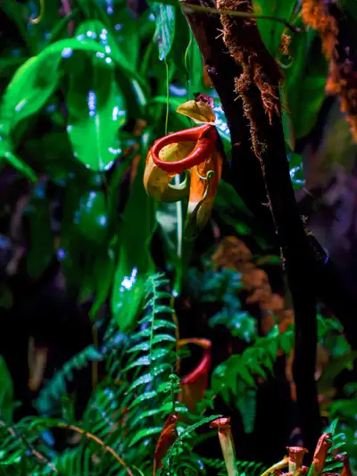 Carnivoras
