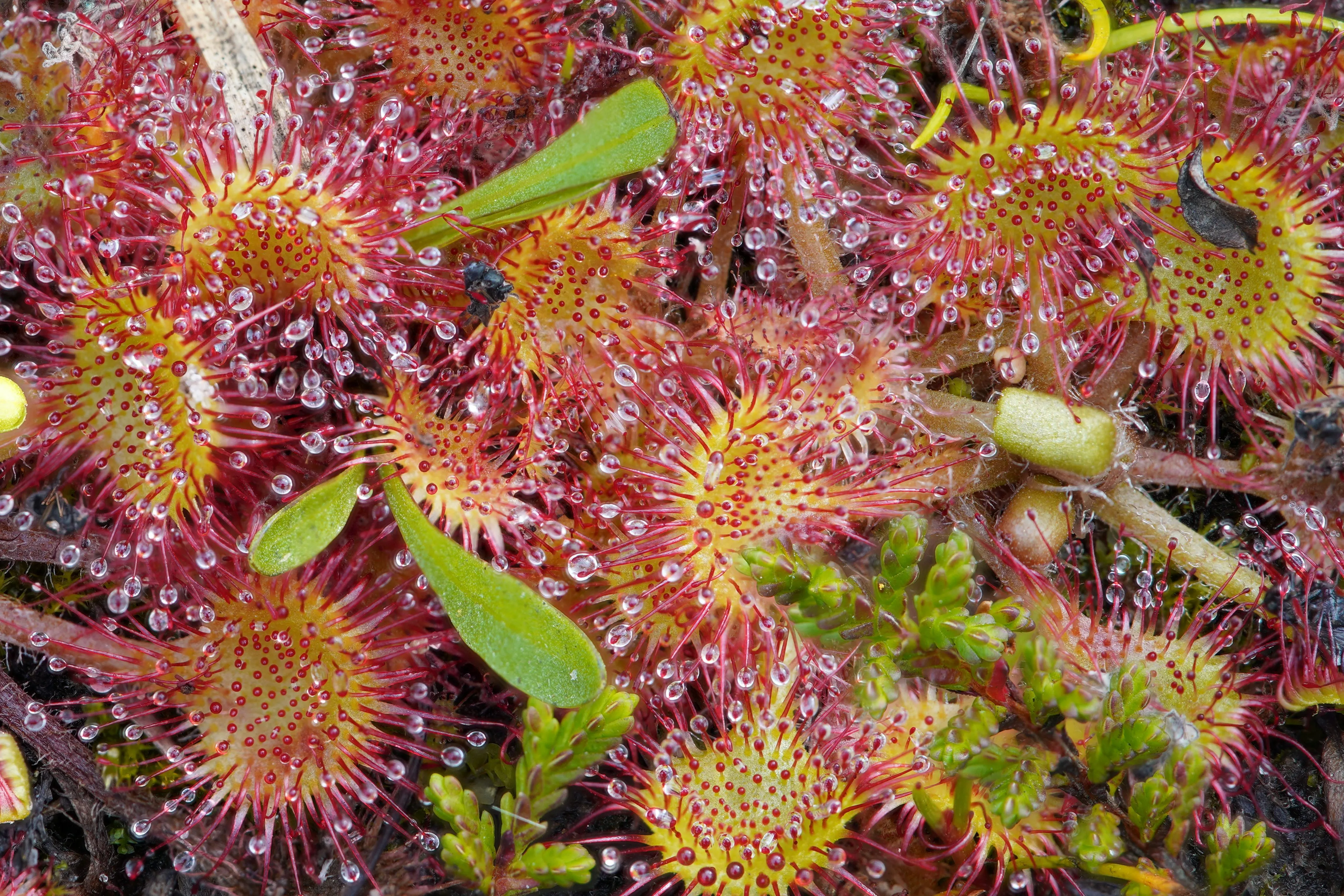 Fondo Bog Gardens