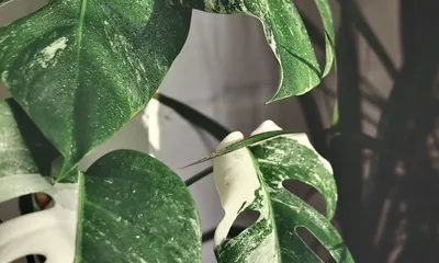 Monstera Deliciosa Variegata