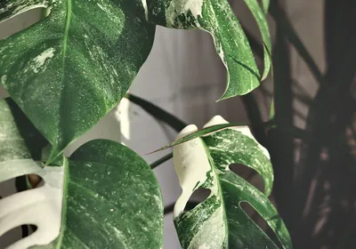 Monstera Deliciosa Variegata