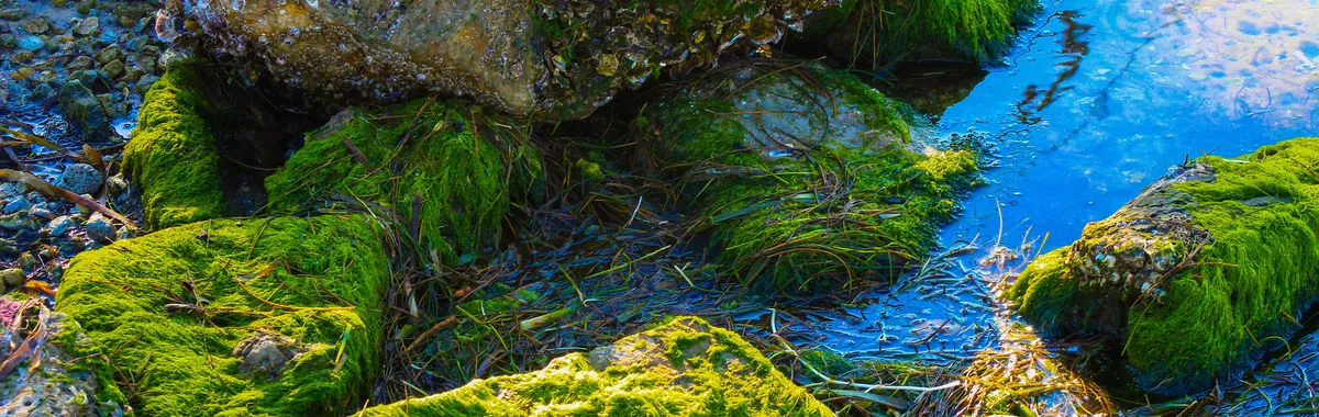 Zen Mossarium Premium