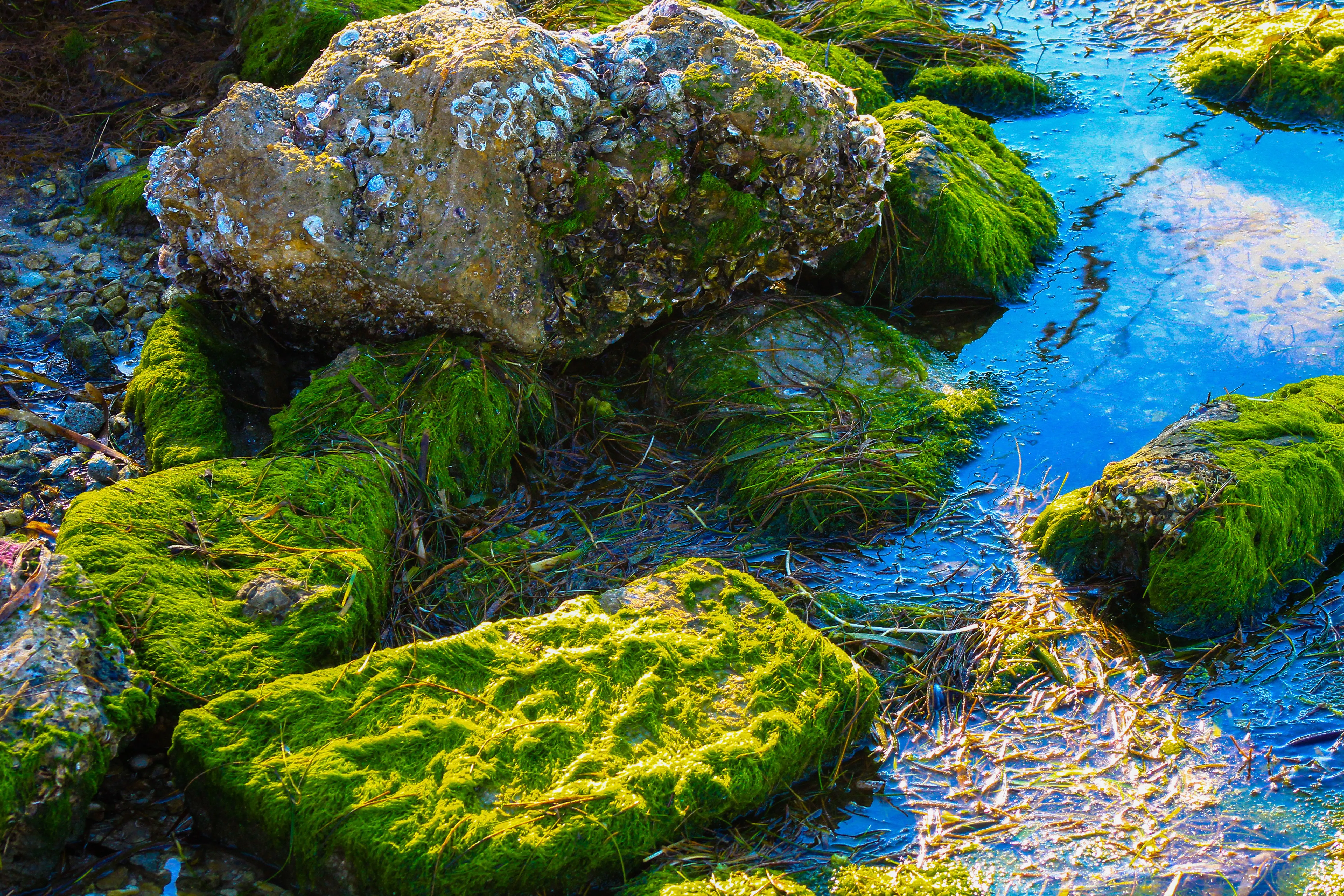 Zen Mossarium Premium