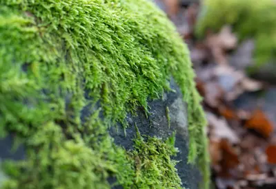 Zen Mossarium Premium