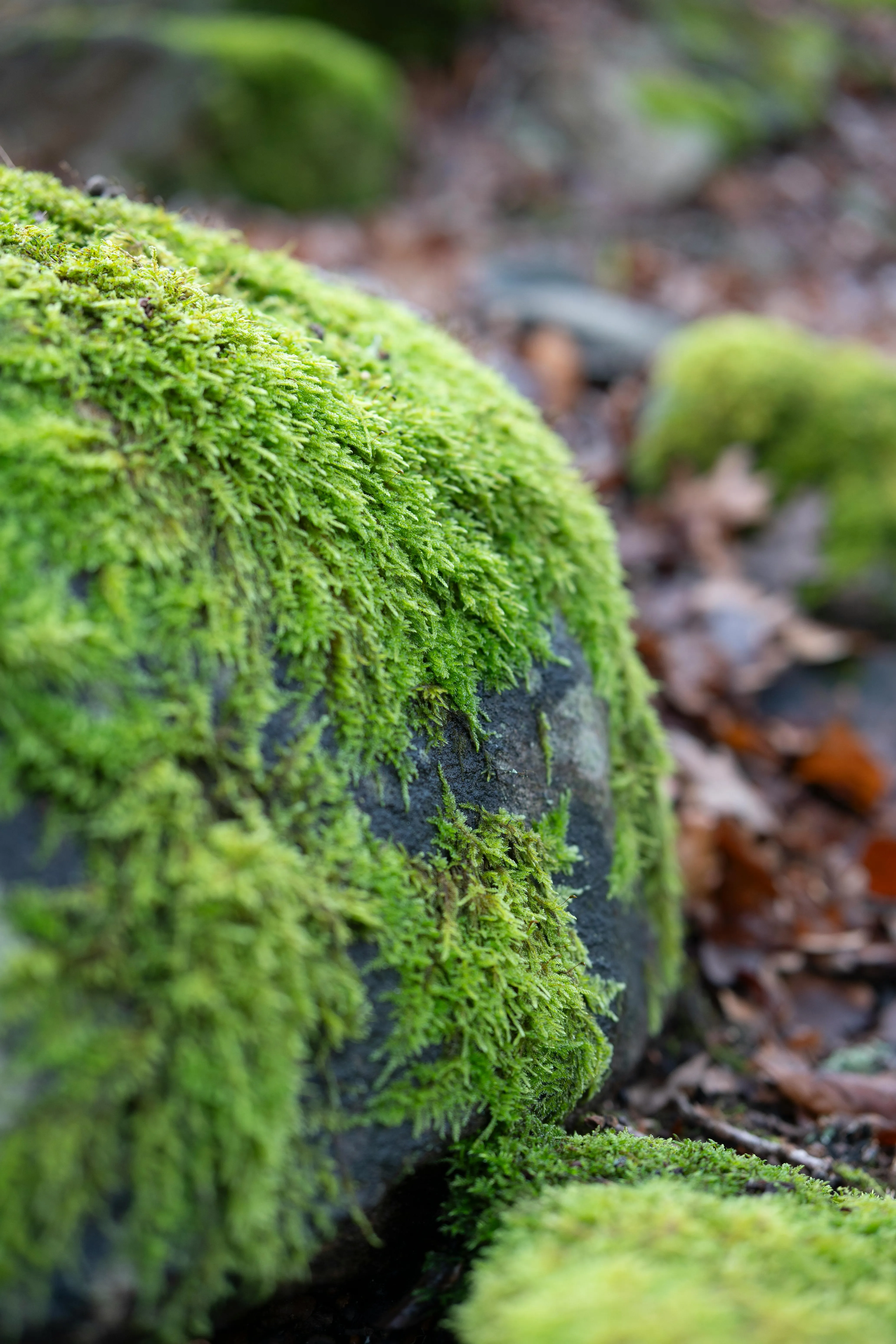 Zen Mossarium Premium