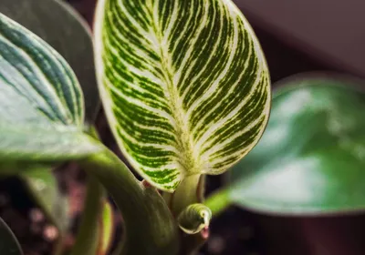 Philodendron Birkin