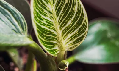 Philodendron 'Birkin'