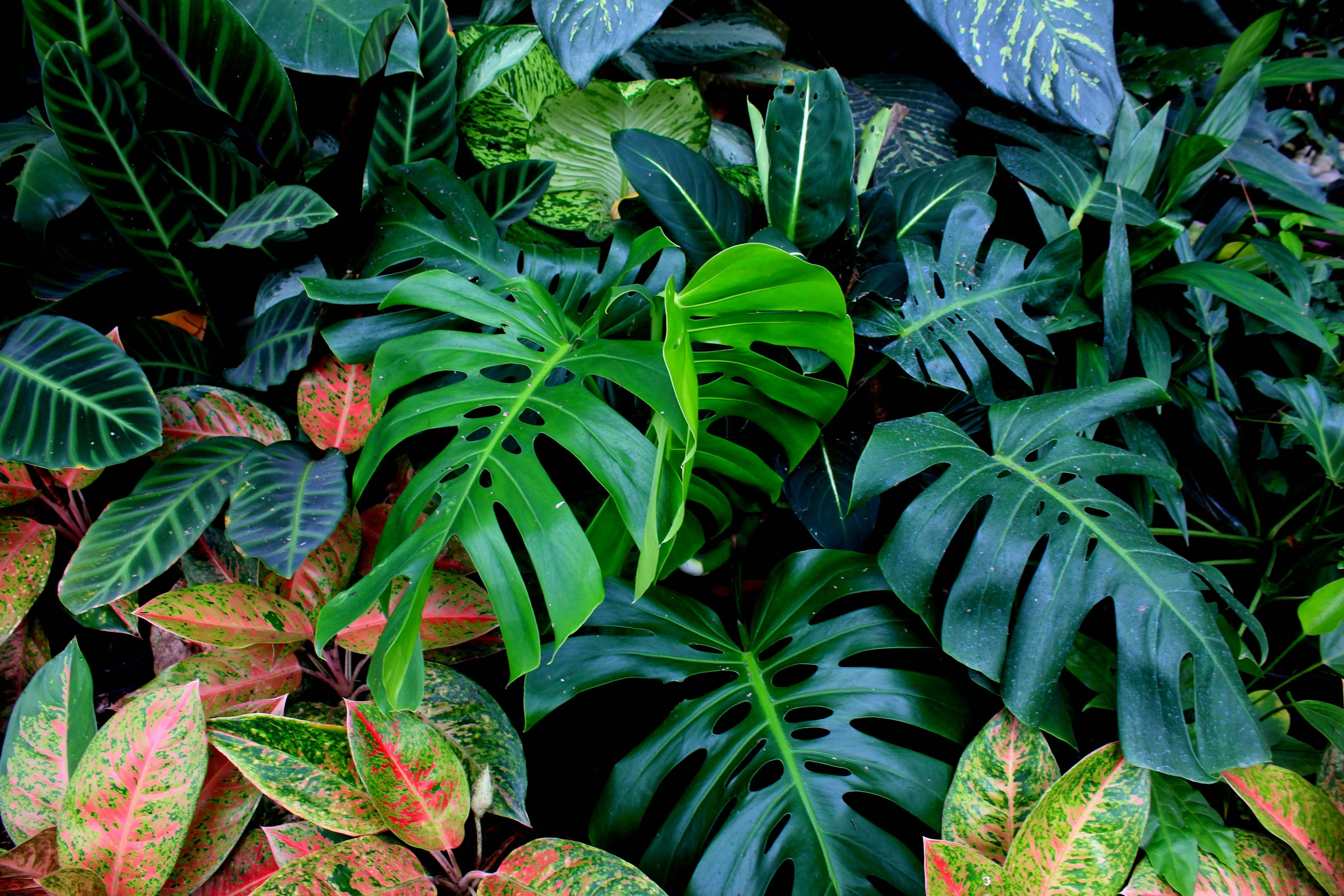 Fondo Tropicales
