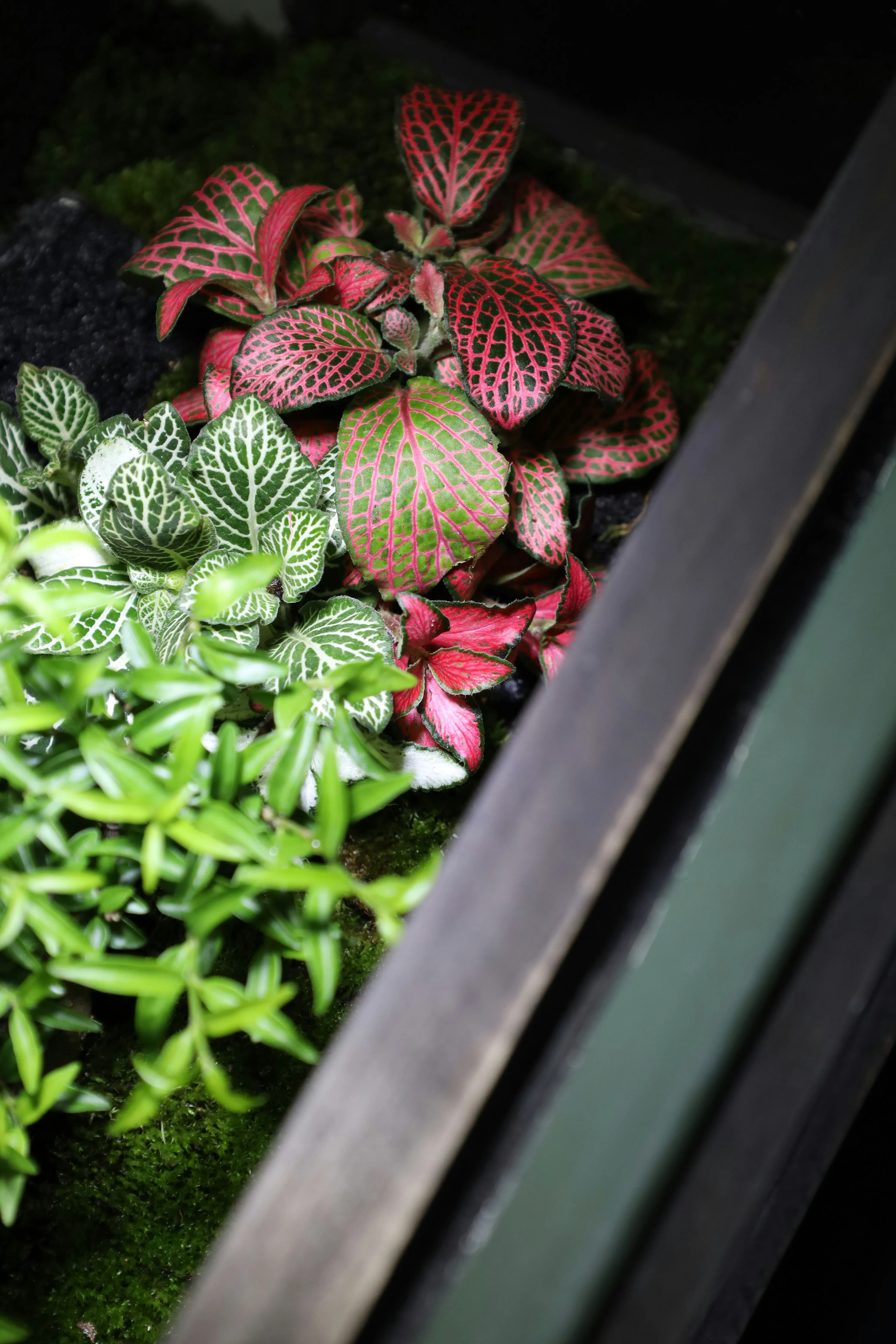 Rainforest Terrarium Beta