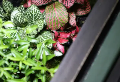 Rainforest Terrarium Beta