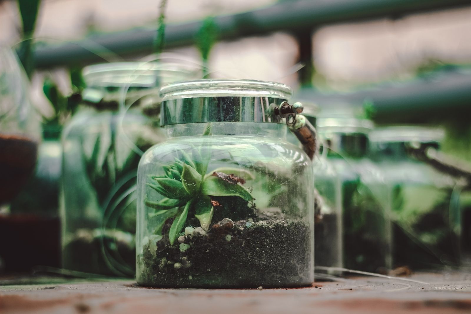 Rainforest Terrarium Beta