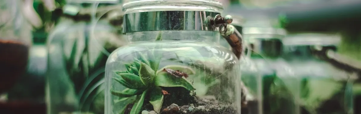 Rainforest Terrarium Beta
