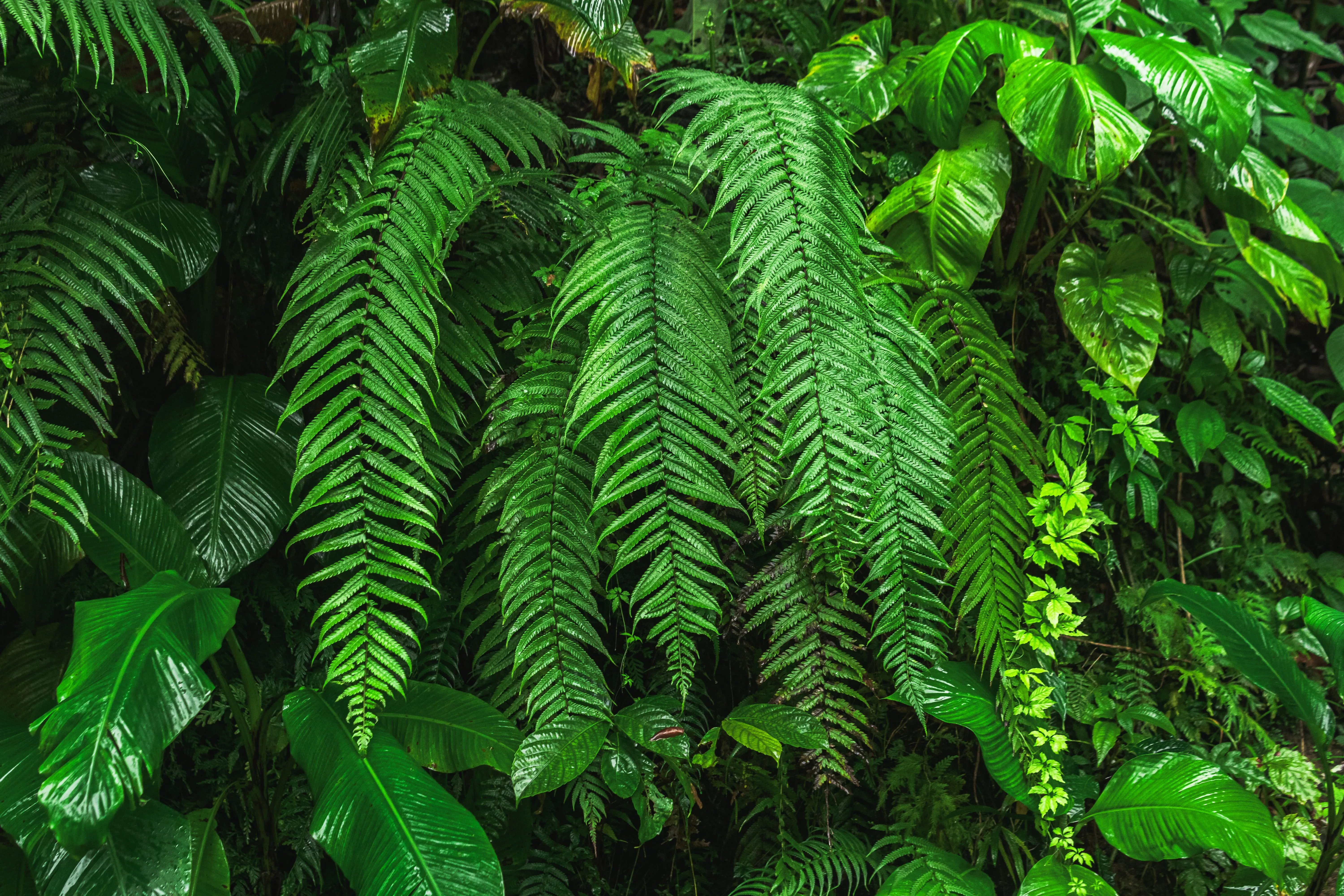 Fondo Terrarios