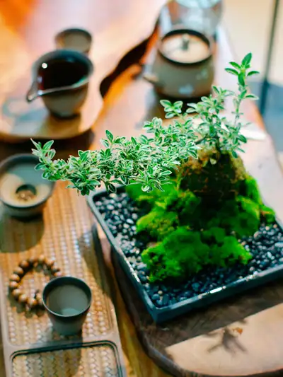 Wabi Kusa