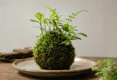 Submerged Wabi-Kusa Ball